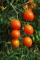 六個星番茄 (拍攝地點：下坑里，拍攝作者：區公所)